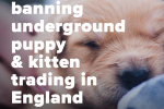 We're banning underground puppy and kitten trading in England